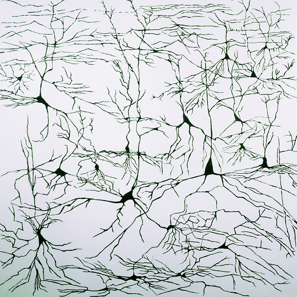 Paysage neuronal